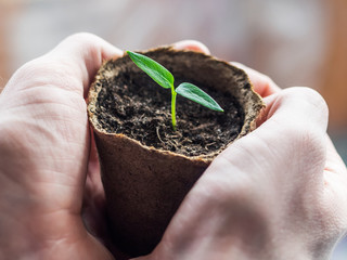 Close- up of a green sapling in a man 's hands. Background for plant growing and gardening. The concept of starting a new life in the hands of a person. Fragile sprout in a biodegradable seedling pot