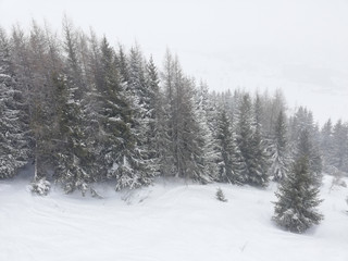 group of pine-trees in the snow