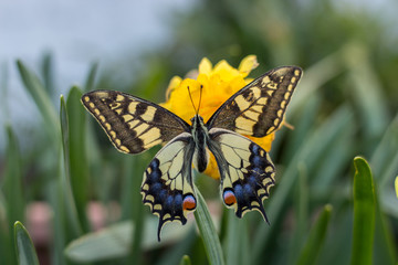 Fototapeta na wymiar a beautiful swallowtail butterfly on narcissus flowers