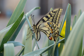 a beautiful swallowtail butterfly on narcissus flowers