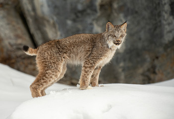 Naklejka na ściany i meble Siberian Lynx in winter