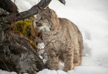 Bobcat in winter