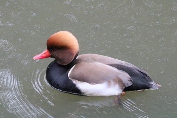 Canard mandarin