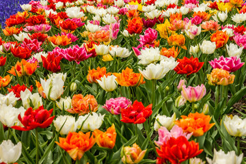 Fototapeta premium Multicolored tulip flowers in Keukenhof garden, The Netherlands, Holland, Amsterdam