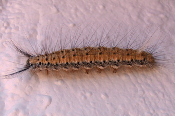 Erebidae