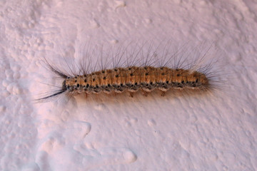 Erebidae