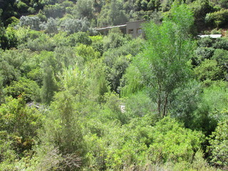 Obraz premium Beautiful thick forest