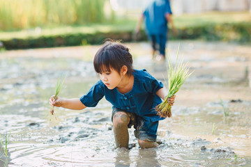 Asian kid planting rice in the muddy paddy field for learning how the rice growing. Concept for...