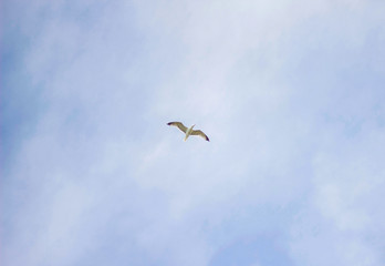 Seagull isolated in the middle of the blue sky. View from below.