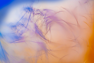 Blurred at high magnification abstract background from fur in bright colors