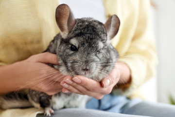 Woman holding cute chinchilla in room, closeup