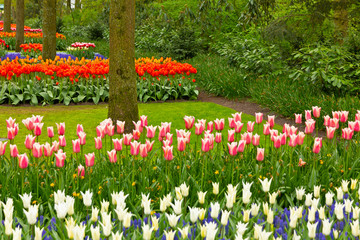Tulip flowers and trees in spring park Keukenhof, Holland, The Netherlands, Amsterdam