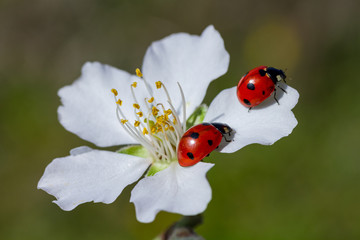 Ladybug and spring flower on a green background
