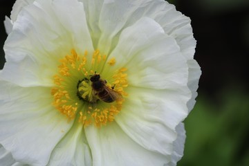 Abeille