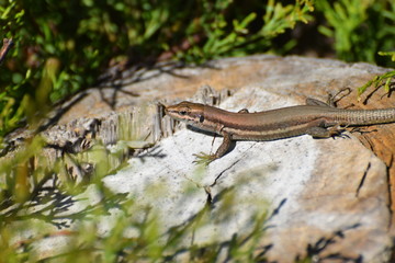 Beautiful lizard sitting on the tree