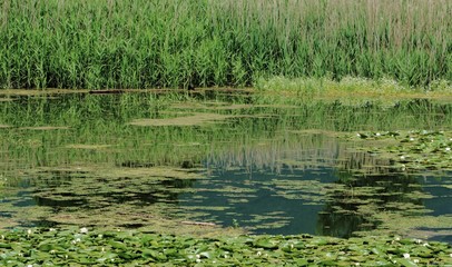 Water lillies in Kerkini Lake in North Greece