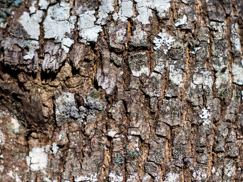 tree bark texture background poplar, birch, beech