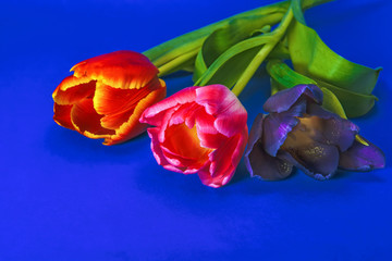 Fototapeta na wymiar Three tulips of violet, red and pink flowers on a blue background close-up.