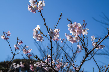 早春の青空に映える満開の玉縄桜