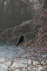 Blackbird on a frosty tree