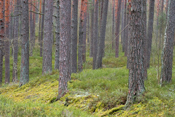 clear pine forest. Pine Trunk close up. the land is covered with fresh green moss - 328903010
