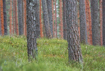 clear pine forest. two Pine Trunk in front,  close up. the land is covered with fresh green moss - 328903079