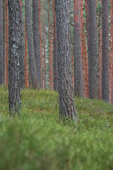 clear pine forest. Pine Trunk close up. the land is covered with fresh green moss - 328903207