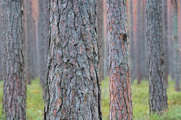 clear pine forest. Pine Trunk close up in the focus with blured background - 328903247