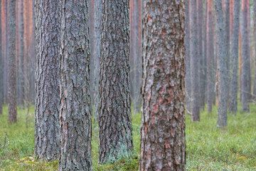 clear pine forest. three Pine Trunk close up in the focus with blured background - 328903280