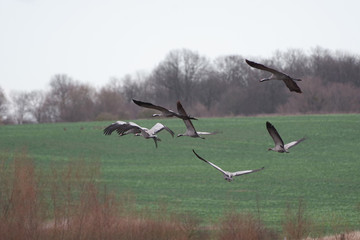 birds cranes morning on meadow background