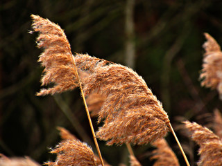 Cane