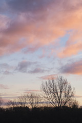 Trees next to pastel clouds