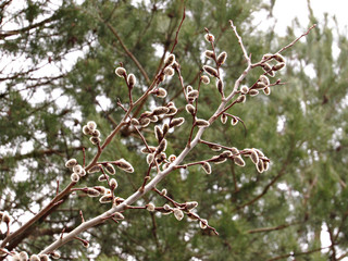  hazel shoots