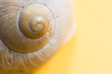 Empty snail shells on a yellow background.