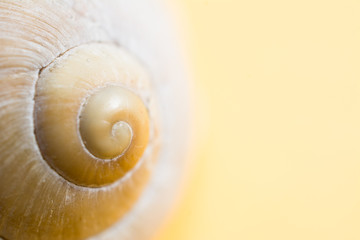 Empty snail shells on a yellow background.
