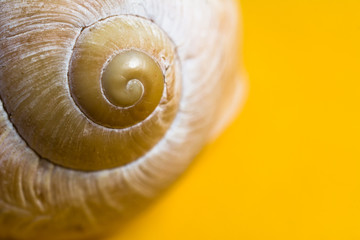 Empty snail shells on a yellow background.