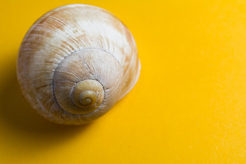Empty snail shells on a yellow background.
