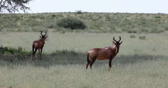 Red Hartebeest (Alcelaphus buselaphus caama) in Kalahari, green desert after rain season. Kgalagadi Transfrontier Park, South Africa wildlife safari