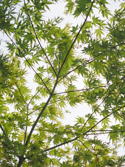 a maple tree with fresh green leaves against a bright sky