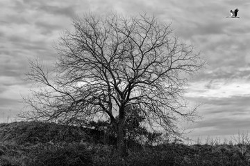 Albero senza foglie con uccello che vola, cielo nuvoloso. Fotografia in bianco e nero.