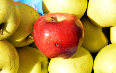 organic fresh yellow and red apples