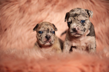 couple of two cute american bully sitting on pink fur background