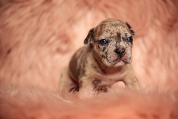 cute american bully looking to side