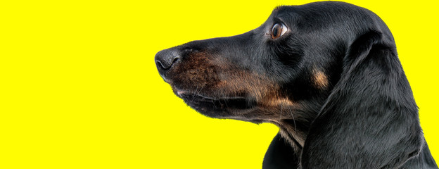 teckel dog with black fur looking to a side