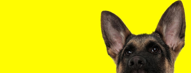 german shepherd dog hiding face from camera shy