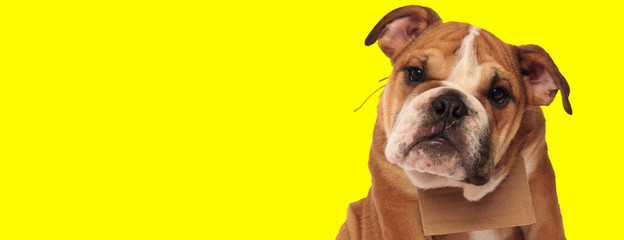 english bulldog dog wearing a carton board on neck sad