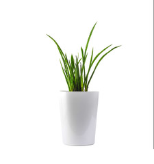 Decorative green house plant in the pot, on white. Sansevieria cylindrica