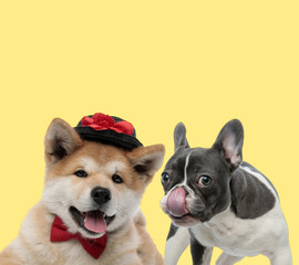 couple of dogs wearing bowtie and hat while licking mouth