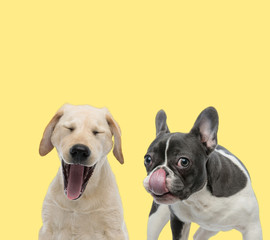couple of dogs yawning and licking nose