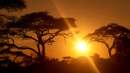 Fototapeta na wymiar Sunrise with sun between African trees in Amboseli National Park, Kenya. 